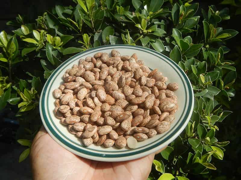 قیمت خرید لوبیا چیتی خشکپاک با فروش عمده